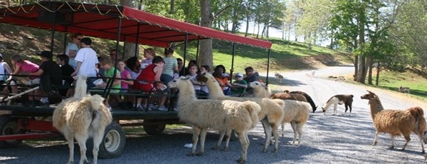 Safari In Va >> Virginia Safari Park Visit Shenandoah Safari In Va >> Virginia Safari Park Visit Shenandoah